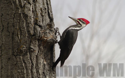 pileated woodpecker
Keywords: fall;pileated;woodpecker