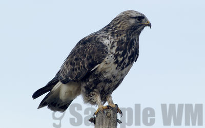 rough-legged hawk
winter visitor
