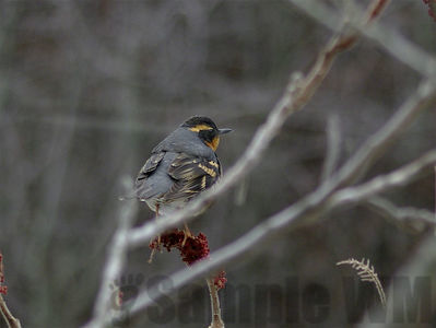 varied thrush
Keywords: thrush