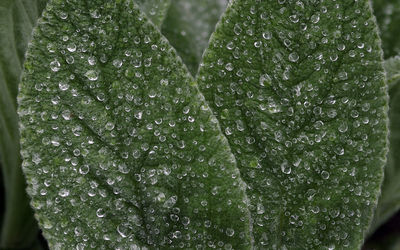lamb's ear
stachys byzantina
