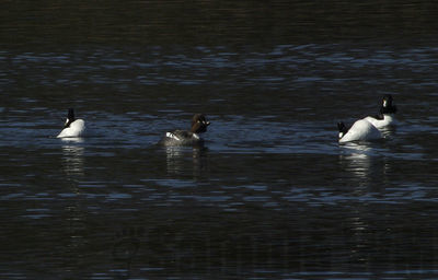 displaying goldeneyes
Keywords: goldeneye;duck;display