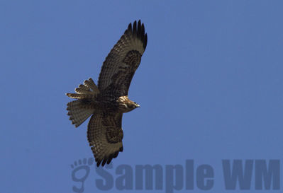 red-tailed hawk
Keywords: hawk;flying