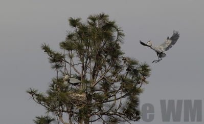 nesting great blue herons
Keywords: heron;nest;flying