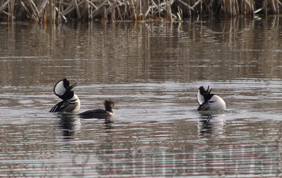 displaying mergansers
Keywords: duck, merganser