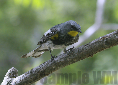 yellow-rumped warbler
