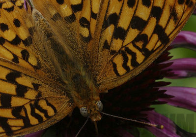fritillary
