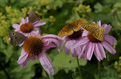 fritillaries, nymphs and echinacea 
