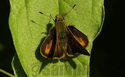 skipper
