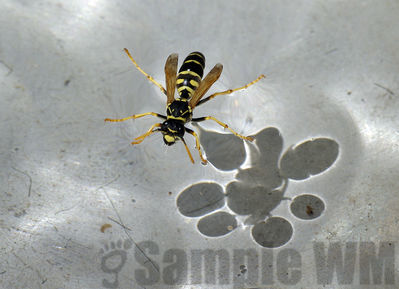 yellowjacket
vespula sp
