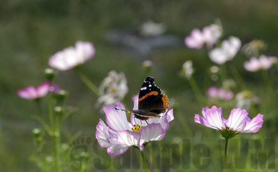 red admiral on cosmos
vanessa atalanta
