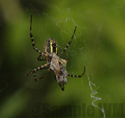 garden spider
argiope sp
