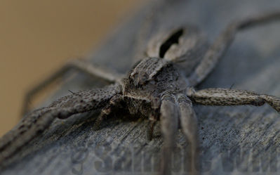 wolf spider
