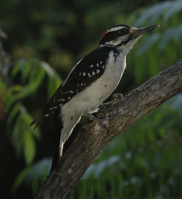 hairy woodpecker (m)
Keywords: woodpecker