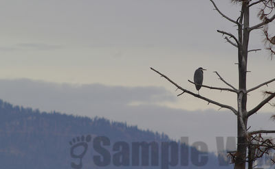 winter heron
Keywords: heron;winter