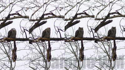 great horned owl
Keywords: owl;winter